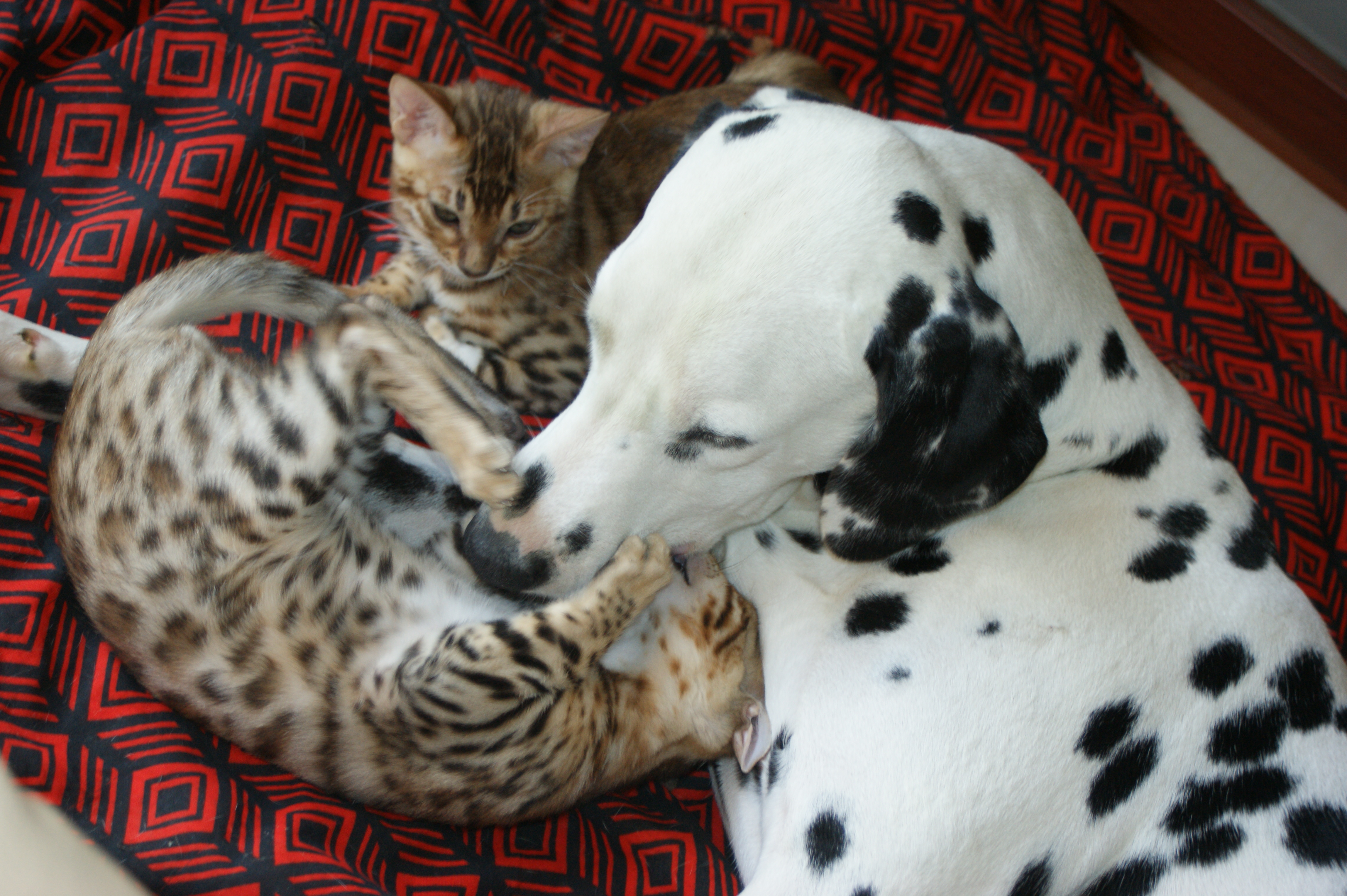 bengal et chien